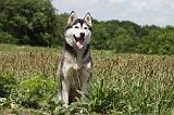 SIBERIAN HUSKY 341
